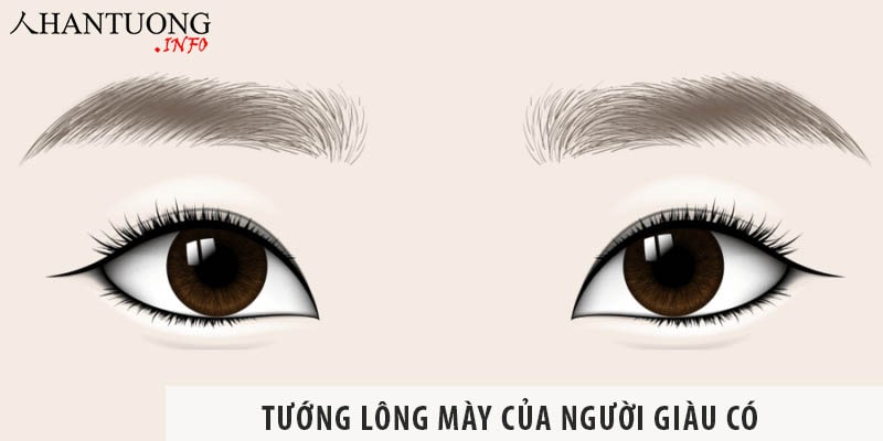 Các tướng lông mày của người giàu có – Xem tướng chân mày đoán giàu sang Các tướng lông mày của người giàu có