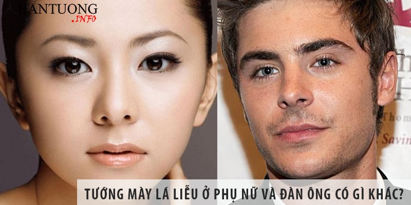 Tướng mày lá liễu ở phụ nữ và đàn ông có gì khác nhau? Tướng mày lá liễu ở phụ nữ và đàn ông có gì khác nhau?