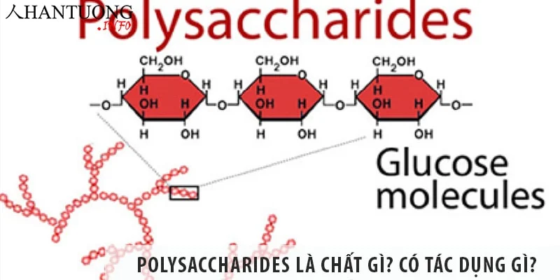 Polysaccharides trong nấm lim xanh là chất gì, có tác dụng thế nào? Polysaccharides là chất gì? Polysaccharides có tác dụng gì?