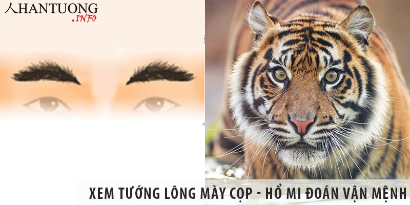 Xem tướng lông mày cọp – hổ mi đoán vận mệnh sang hèn Xem tướng lông mày cọp - hổ mi đoán vận mệnh sang hèn