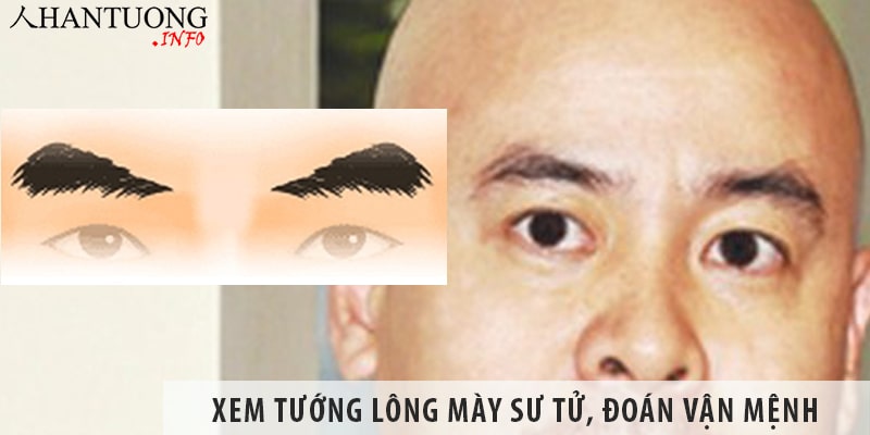 Xem tướng lông mày sư tử – sư mi, đoán vận mệnh Xem tướng lông mày sư tử - sư mi, đoán vận mệnh