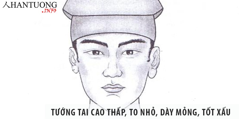 Tướng tai cao thấp, to nhỏ, dày mỏng, tốt xấu không giống nhau Tướng tai cao thấp, to nhỏ, dày mỏng, tốt xấu không giống nhau