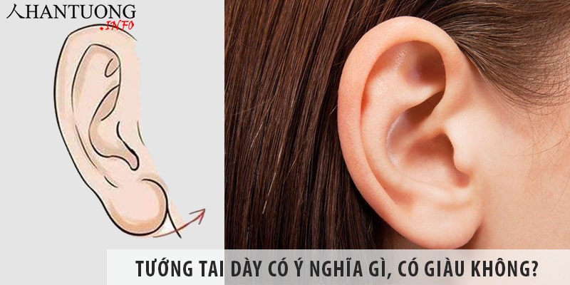 Tướng tai dày có ý nghĩa gì, tai dày có giàu không? Tướng tai dày có ý nghĩa gì, tai dày có giàu không?