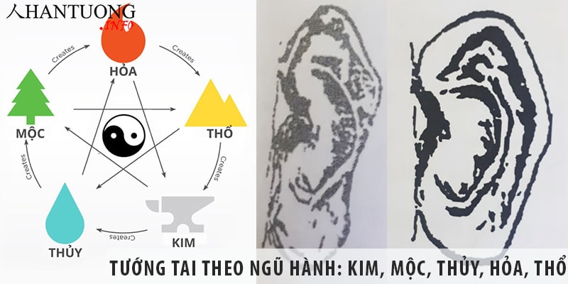 Tướng tai theo ngũ hành: hình Kim, Mộc, Thủy, Hỏa, Thổ Tướng tai theo ngũ hành: hình Kim, Mộc, Thủy, Hỏa, Thổ
