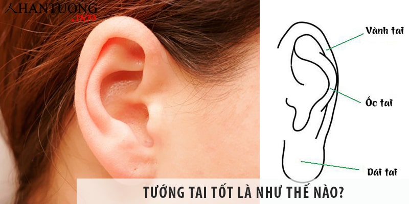 Tướng tai tốt là như thế nào? Những tướng tai đẹp phú quý Tướng tai tốt là như thế nào? Những tướng tai đẹp phú quý