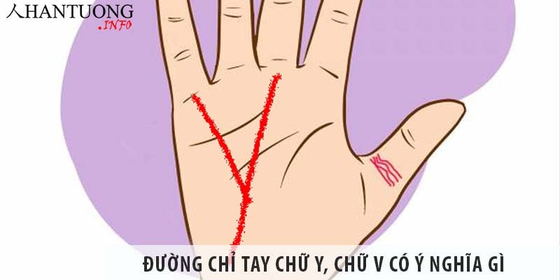 Đường chỉ tay chữ Y, chữ V có ý nghĩa gì, có giàu có không? Đường chỉ tay chữ Y, chữ V có ý nghĩa gì, có giàu có không?