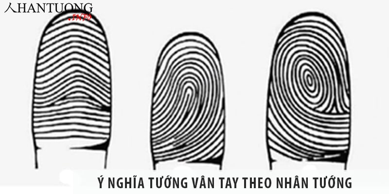 Ý nghĩa tướng vân tay, hoa tay xoắn ốc, hình cung, móng thú Ý nghĩa tướng vân tay, hoa tay xoắn ốc, hình cung, móng thú