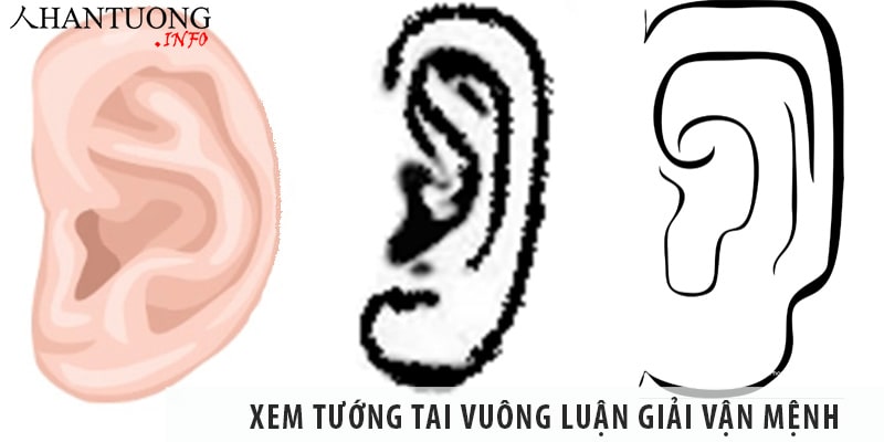 Xem tướng tai vuông luận giải tính cách, vận mệnh Xem tướng tai vuông luận giải tính cách, vận mệnh