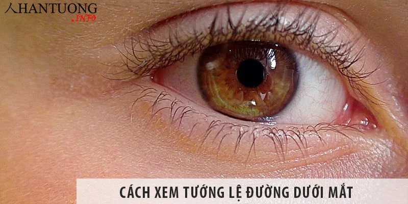 Lệ đường là gì, ở đâu? – Cách xem tướng lệ đường dưới mắt Lệ đường là gì, ở đâu? - Cách xem tướng lệ đường dưới mắt
